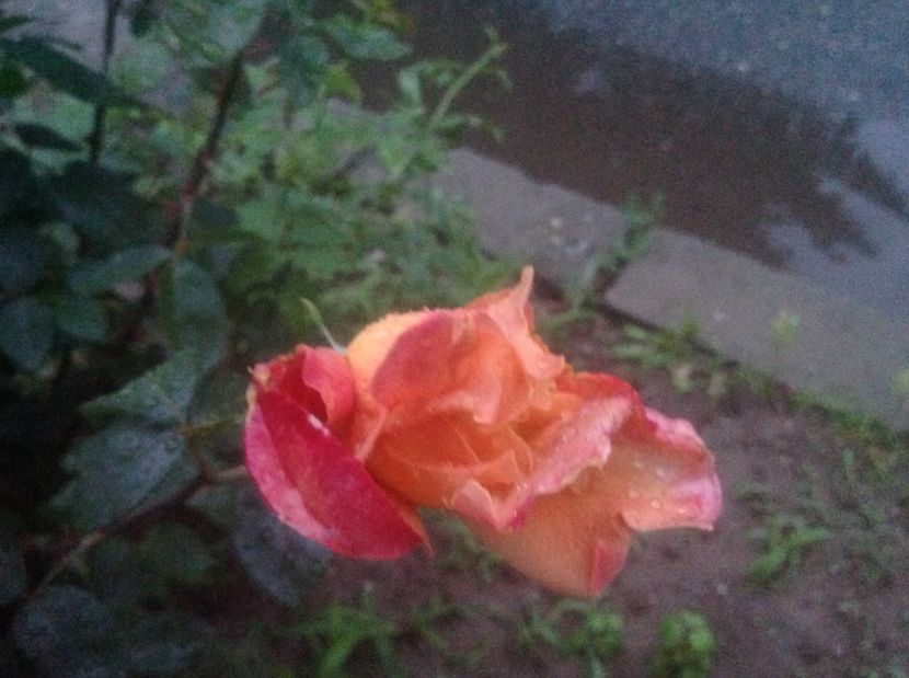  - Trandafiri-vara 2017