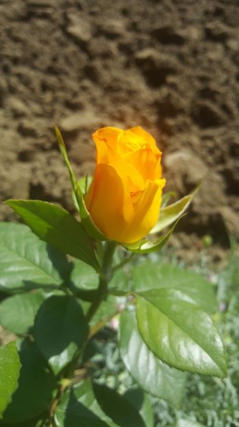 2017-05-24 14.53.11 - P--GRADINA MEA