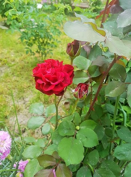 18601472_1334419583261217_1974408987_n (2) - P--GRADINA MEA