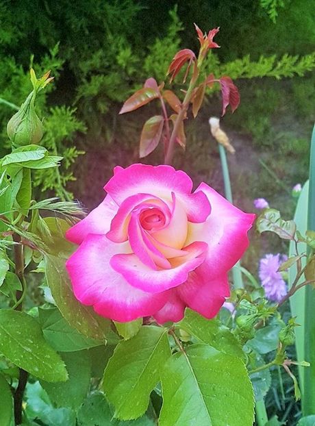 18601511_1334419853261190_1465929341_n (2) - P--GRADINA MEA