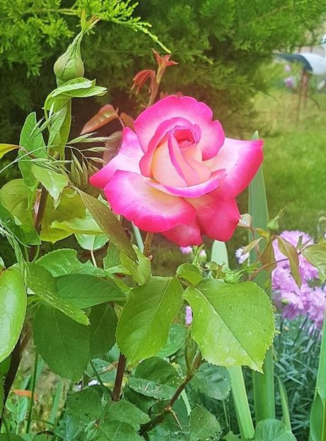 18643872_1334419706594538_1804267118_n (2) - P--GRADINA MEA