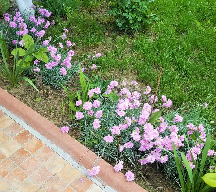 20170516_120414 (3) - P--GRADINA MEA