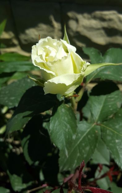20170518_121126 (2) - P--GRADINA MEA