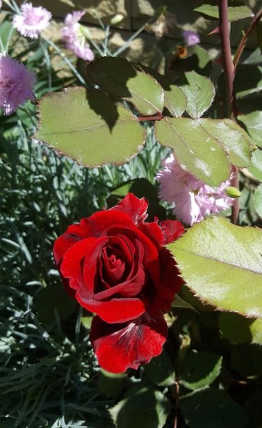 20170518_121136 (3) - P--GRADINA MEA