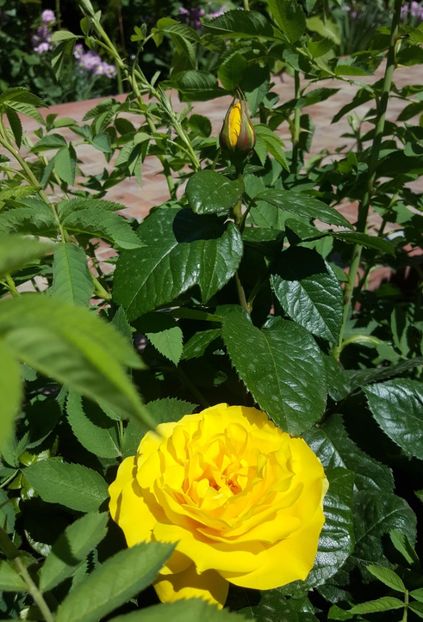 20170518_121244 (2) - P--GRADINA MEA