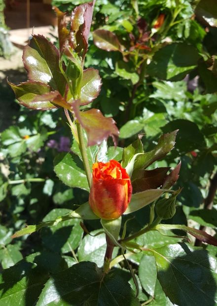 20170518_121405 (2) - P--GRADINA MEA