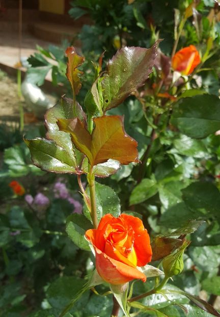 20170520_103149 (2) - P--GRADINA MEA