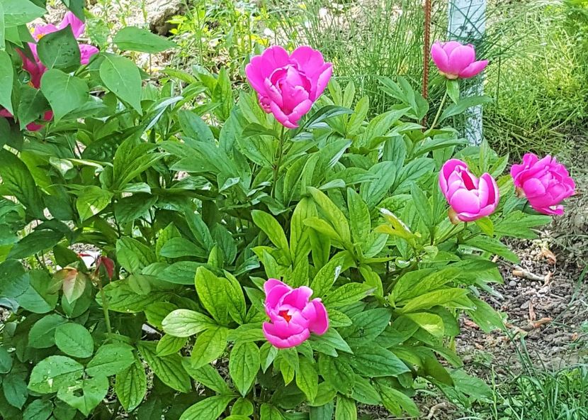 20170520_104255 (5) - P--GRADINA MEA