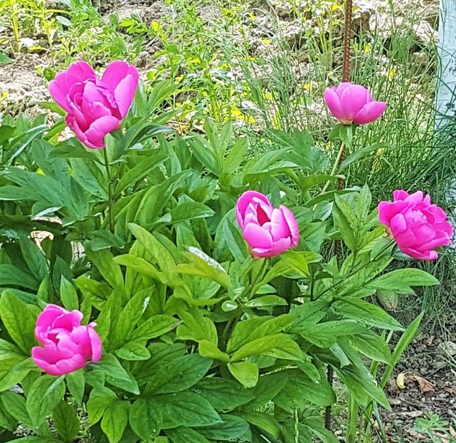20170520_104305 (4) - P--GRADINA MEA