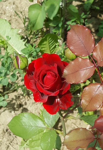 20170520_104657 (2) - P--GRADINA MEA