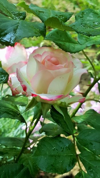 20170520_104730 (2) - P--GRADINA MEA