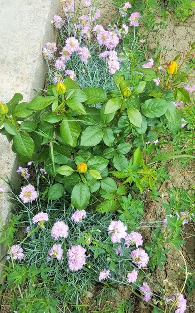 20170520_131526 (3) - P--GRADINA MEA