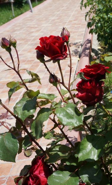  - P--GRADINA MEA
