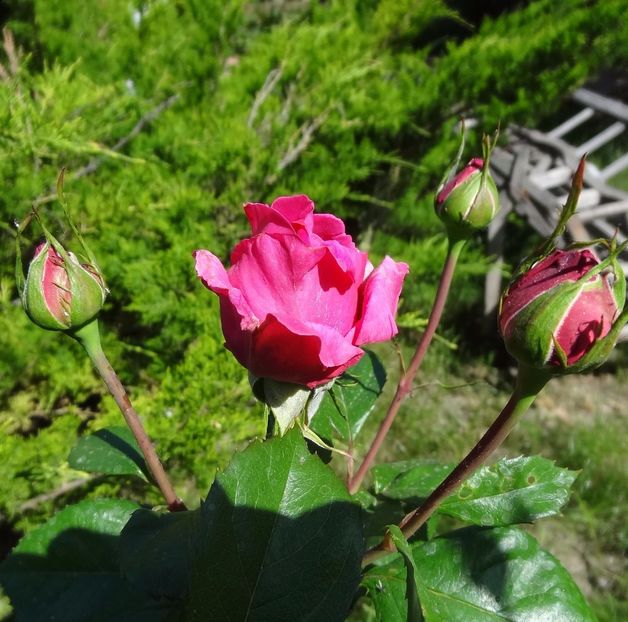 9 (2) - P--GRADINA MEA
