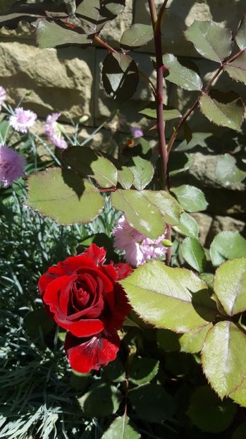 2017-05-18 12.11.36-1 - P--GRADINA MEA