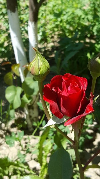 2017-05-18 12.17.47 - P--GRADINA MEA