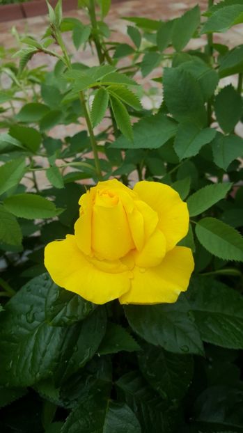 2017-05-22 12.07.57 - P--GRADINA MEA
