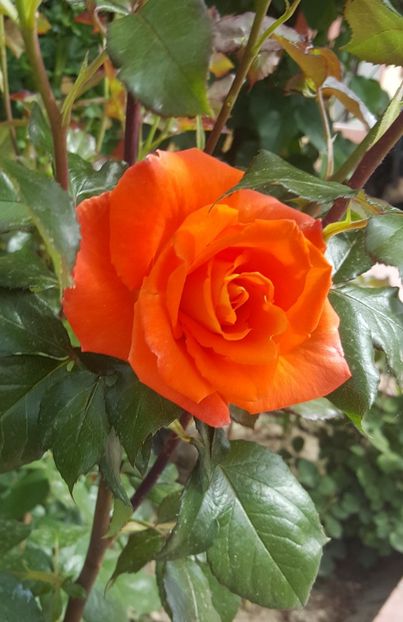 2017-05-24 10.37.20 (2) - P--GRADINA MEA