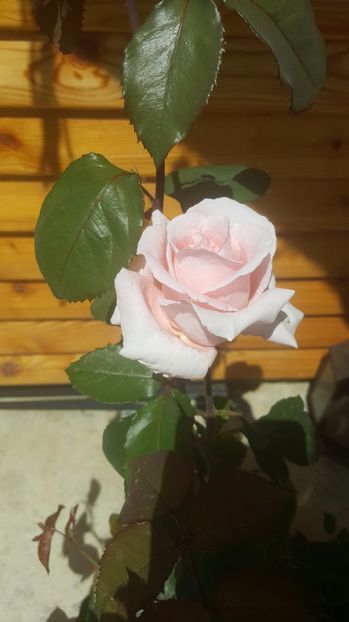 2017-05-24 14.53.29-2 - P--GRADINA MEA