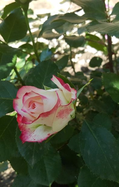 20170517_162221 (3) - P--GRADINA MEA