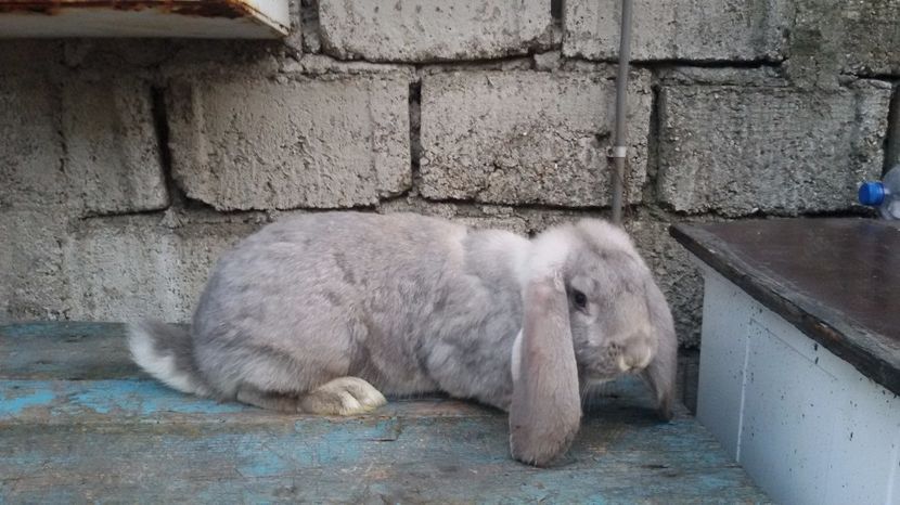 5 kg - FEMELA 3- CHINCHILLA ALBASTRU