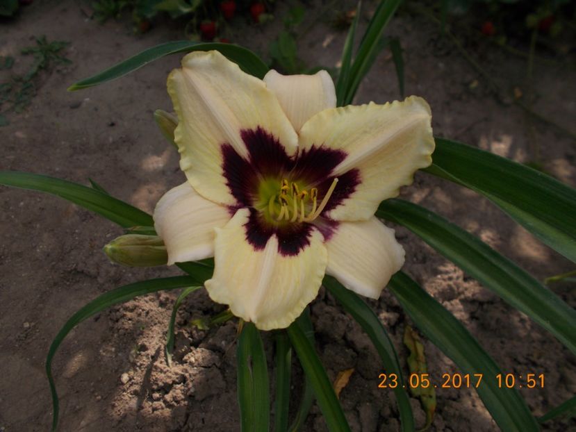 blueberry candy - HEMEROCALLIS 2017