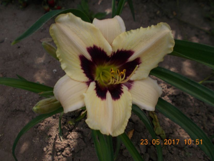 blueberry candy - HEMEROCALLIS 2017