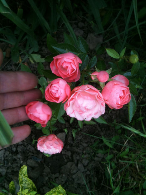 Orange Morsdag (Miniature Rose, Polyantha) - Trandafiri