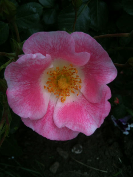 Carefree Delight - Bingo Meidiland (doua denumiri, acelasi soi) - Trandafiri