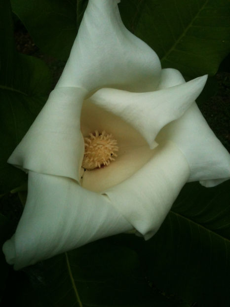 Magnolia macrophylla - Magnolii
