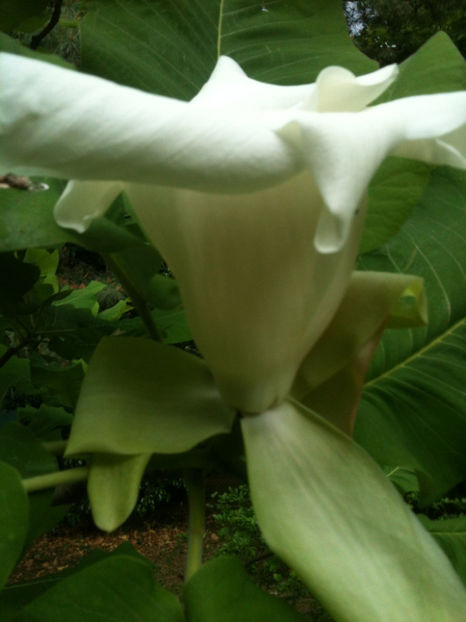 Magnolia macrophylla - Magnolii