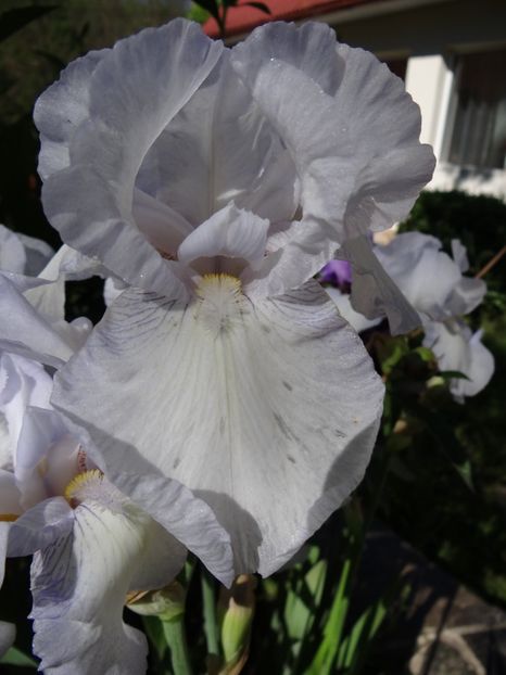  - si mai frumoase zile de Mai