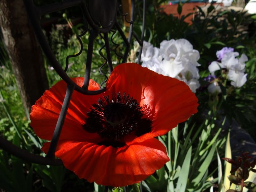 o vizita in gradina... - si mai frumoase zile de Mai
