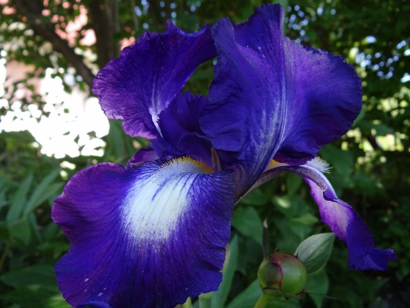  - si mai frumoase zile de Mai