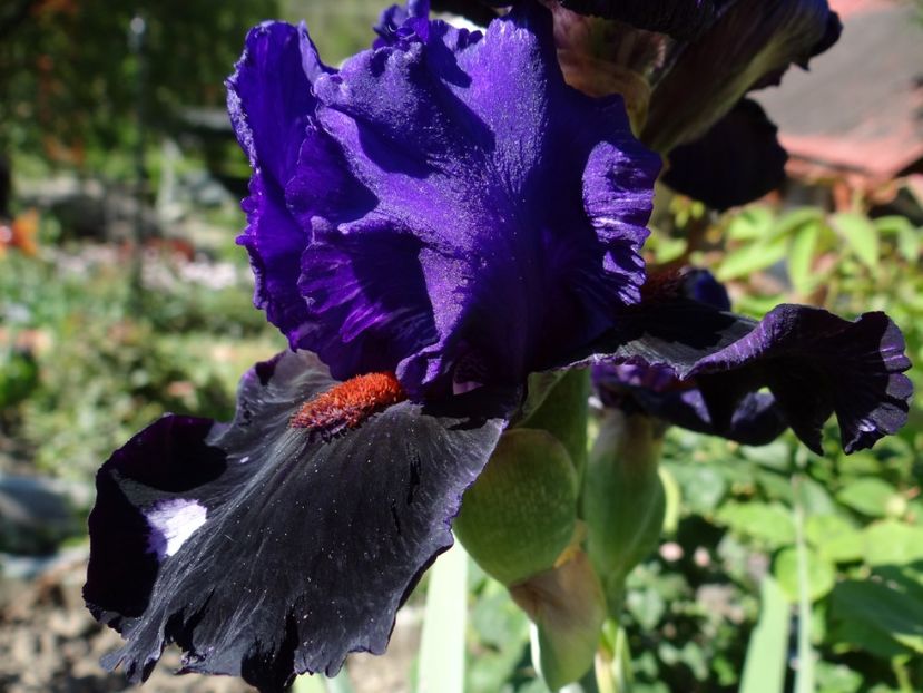  - si mai frumoase zile de Mai