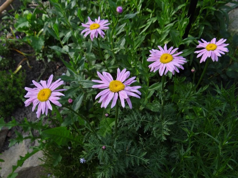 tanacetum Robinson Roseum - si mai frumoase zile de Mai