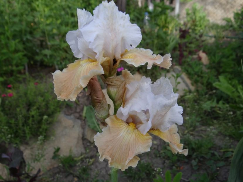  - si mai frumoase zile de Mai