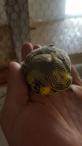  - Peruși moțați 2017