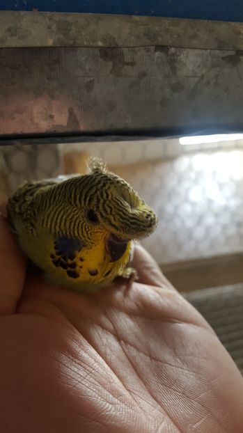  - Peruși moțați 2017