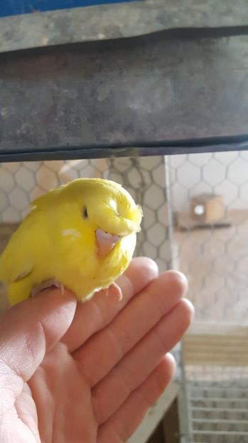  - Peruși moțați 2017