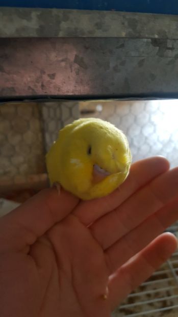  - Peruși moțați 2017