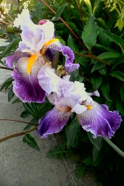 arabela - 4Irisi2017