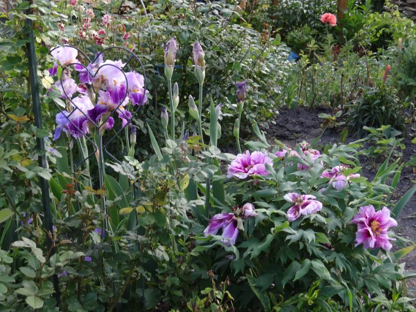 de cealalta Lavander, Arabella si... - si mai frumoase zile de Mai