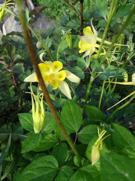 ... intre trandafiri si clematis... - si mai frumoase zile de Mai