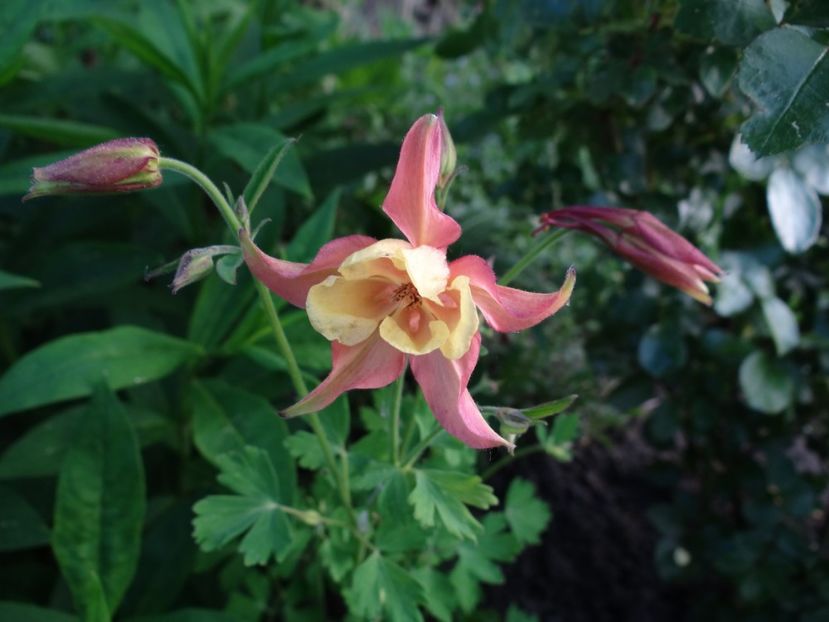 Floare, deschide-te ! :)) - si mai frumoase zile de Mai