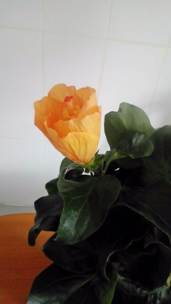 P_20170525 - Hibiscus
