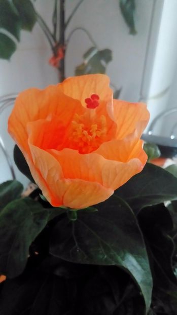 P_20170525 - Hibiscus