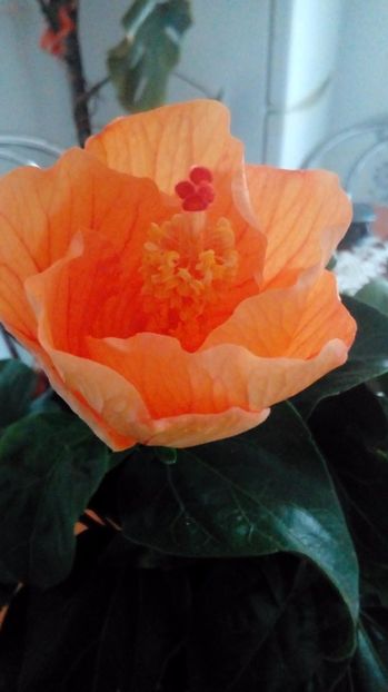 P_20170525_082532_005 - Hibiscus