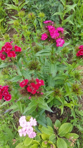  - Flori de primavara 2017