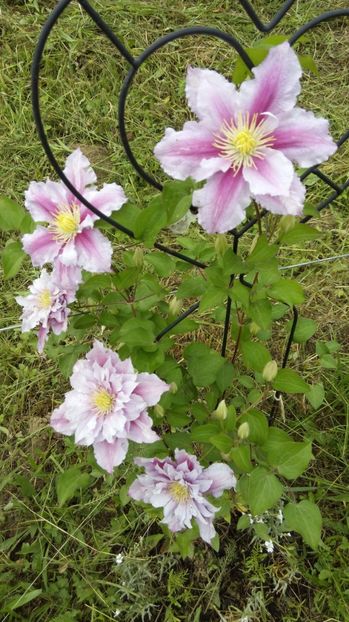  - Flori de primavara 2017